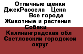 Отличные щенки ДжекРассела › Цена ­ 50 000 - Все города Животные и растения » Собаки   . Калининградская обл.,Светловский городской округ 